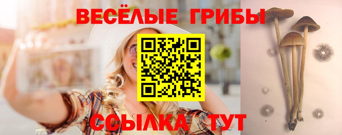 Галлюциногенные грибы Psilocybe  Вход с VPN  Скопин  Галлюциногенные грибы мицелий 